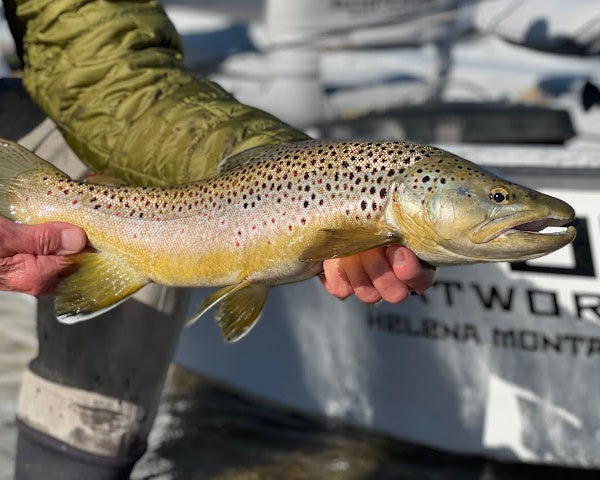 Sept 10th Bitterroot River Fishing Report