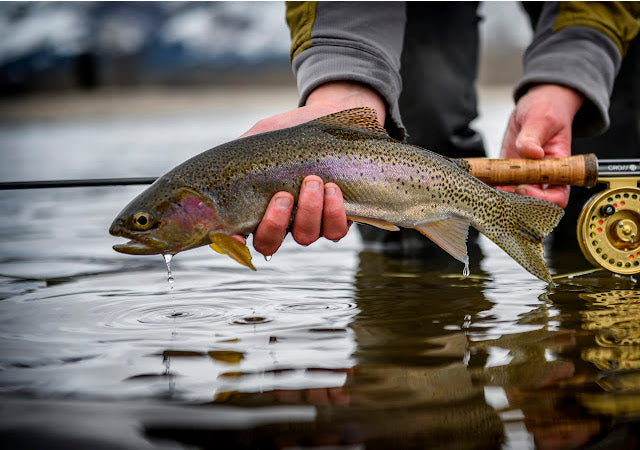 Angler gently holding a rainbow trout over shallow water with fly rod and reel visible near the surface